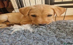 Labrador Retriever dogs for sale: ❗️REDUCED REDUCED READY TO GO❗️5 AVAILABLE in Cwmbran - Image 2