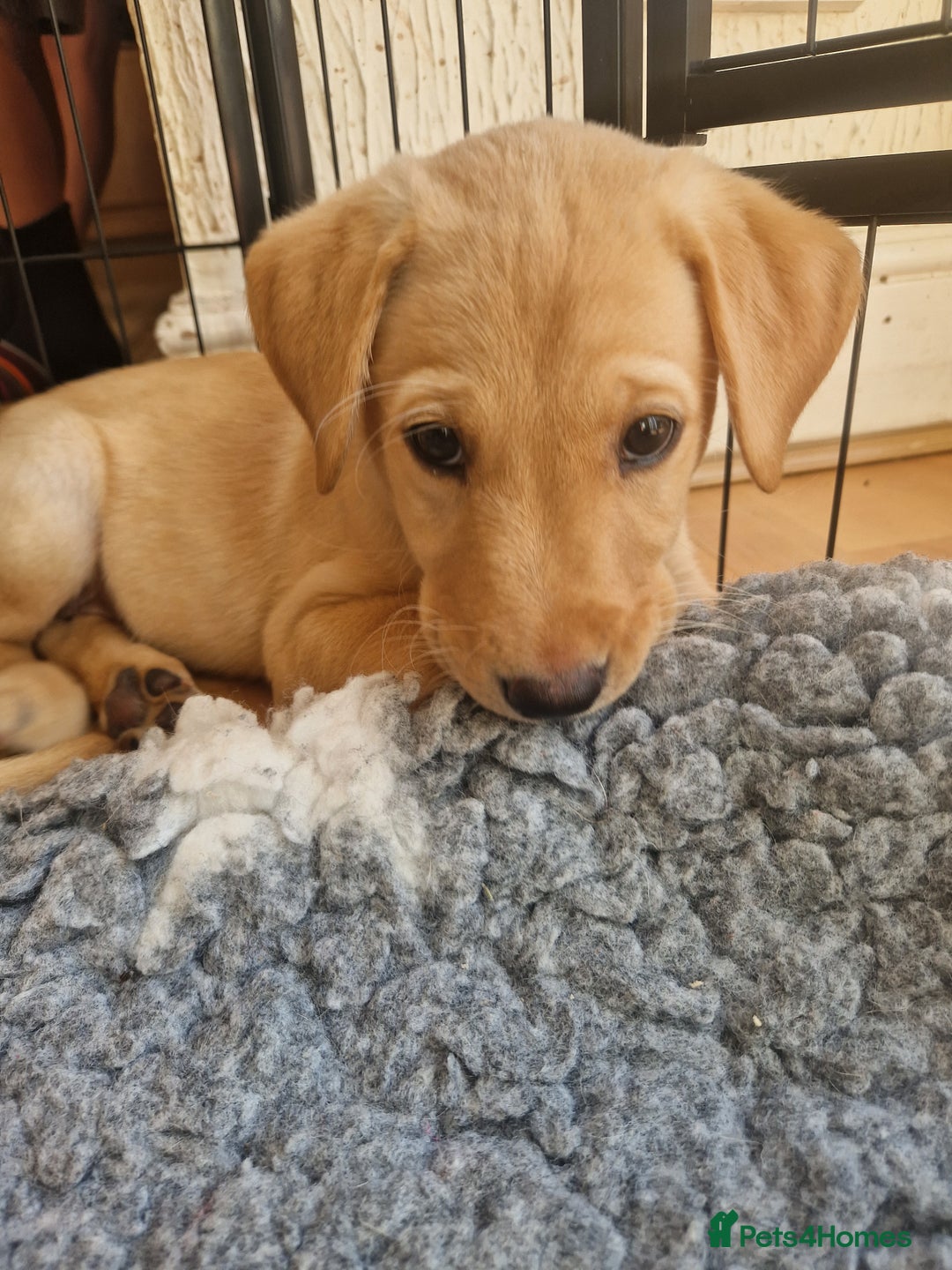 Labrador Retriever dogs for sale: ❗️REDUCED REDUCED READY TO GO❗️5 AVAILABLE in Cwmbran - Image 2