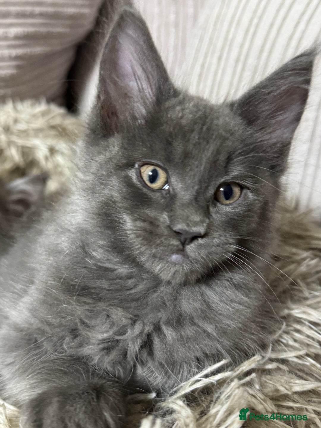 Maine Coon cats for sale: Adorable pure breed Maine coon Kittens’s for sale - Advert 19