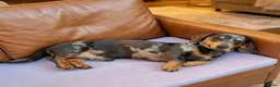 Miniature Dachshund dogs for stud: Paddington (RED APPLE SCENT) in Southampton - Advert 3