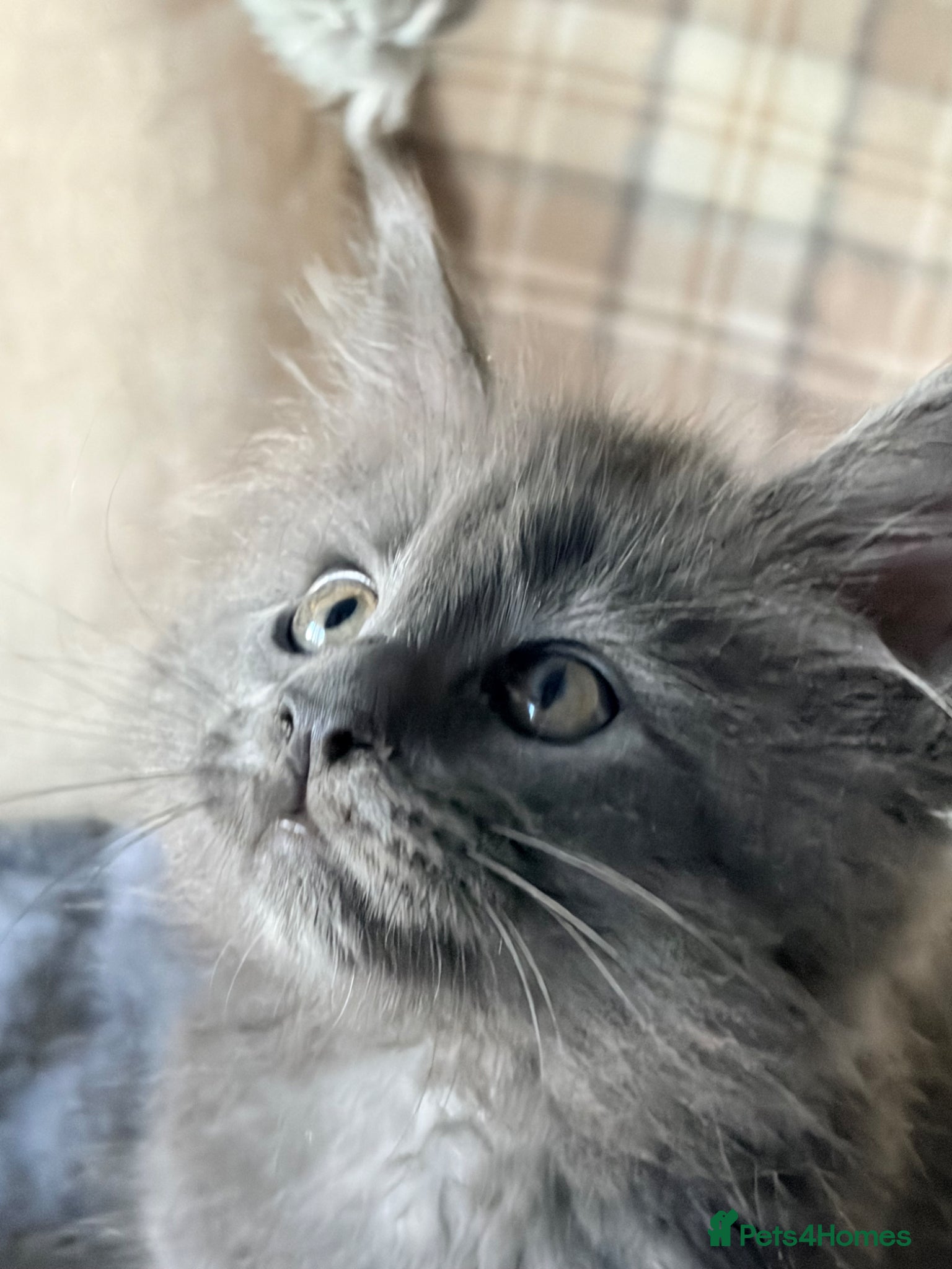 Maine Coon cats Gorgeous playful Maine coon kittens - Advert 1