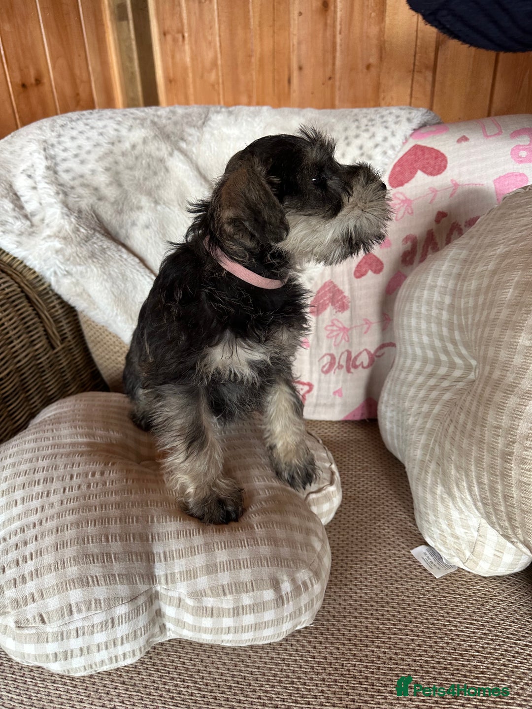 Miniature Schnauzer dogs for sale: Ready Now! miniature schnauzer puppies  - Image 10