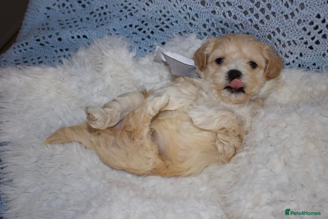 Maltipoo dogs for sale: F1 small Maltipoo puppies - Image 5