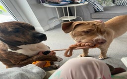 Mixed Breed dogs for sale: Gorgeous family pets are having a litter - Presa X - Image 7