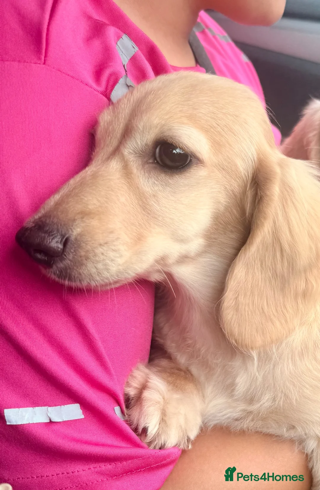 Miniature Dachshund dogs for sale: Stunning cream long haired dachshund male  - Advert 2