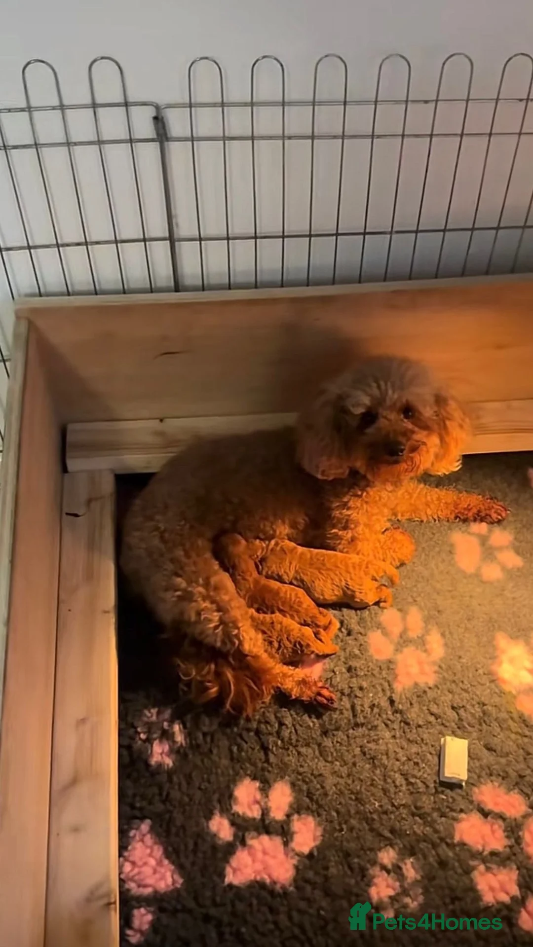 Toy Poodle dogs for sale: 5🌟 red toy poodles 🏆 champion bloodline 🏆 in Birmingham - Advert 11