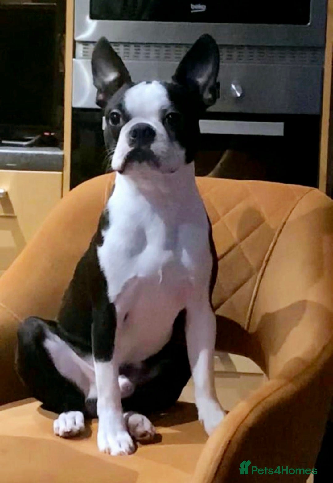 Boston Terrier dogs for sale: Top show quality KC registered Boston pups  - Image 10
