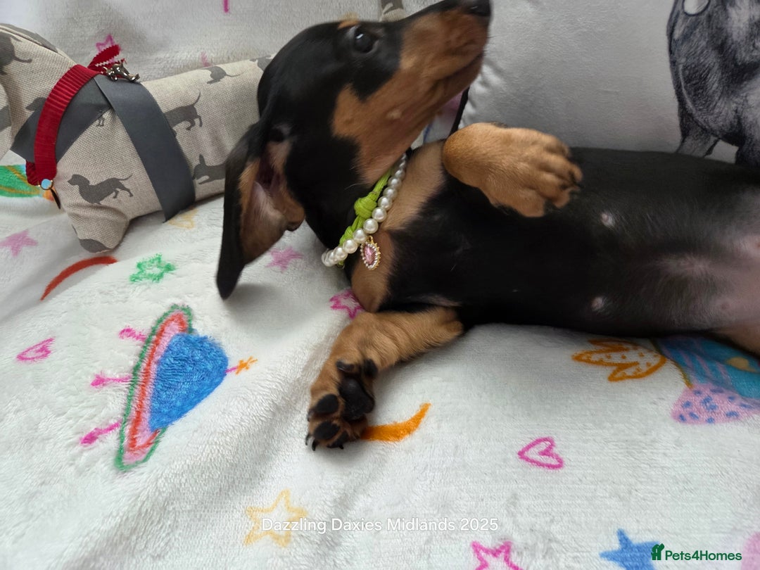 Miniature Dachshund dogs for sale: Shorthaired Minature Daschunds READY TO LEAVE NOW - Image 14