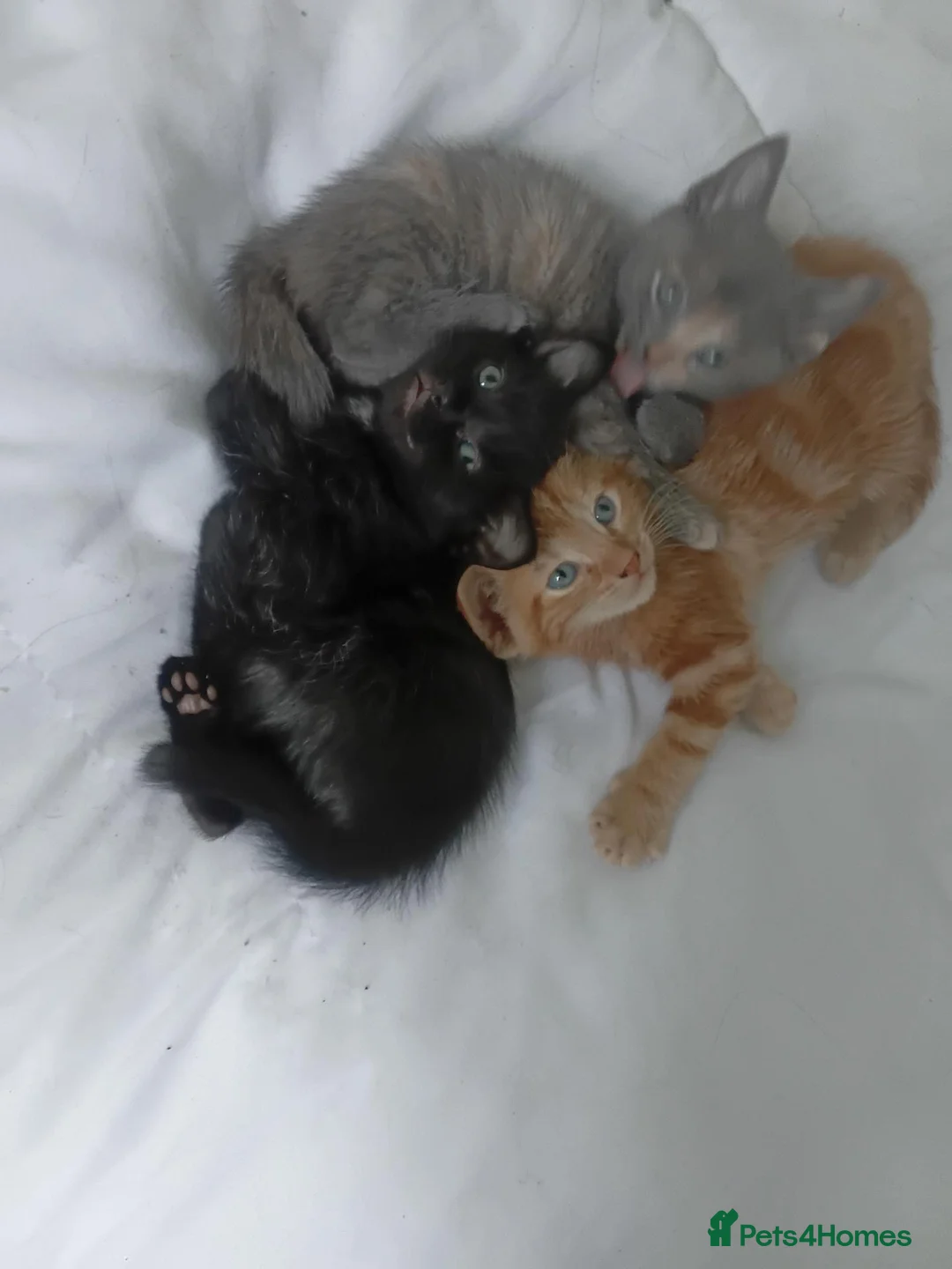 Mixed Breed cats for sale: Kittens 4 sale - Advert 7