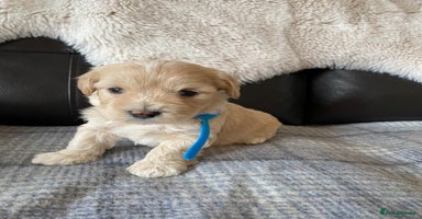 Maltipoo dogs - Advert 4