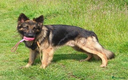 German Shepherd dogs for sale: Beautiful KC German Shepherd Puppies health tested - Image 9