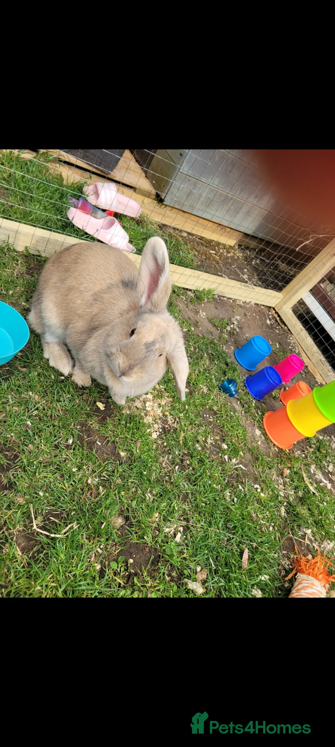 Mini Lop rabbits for sale: 2x female mini lops in Spalding - Advert 2