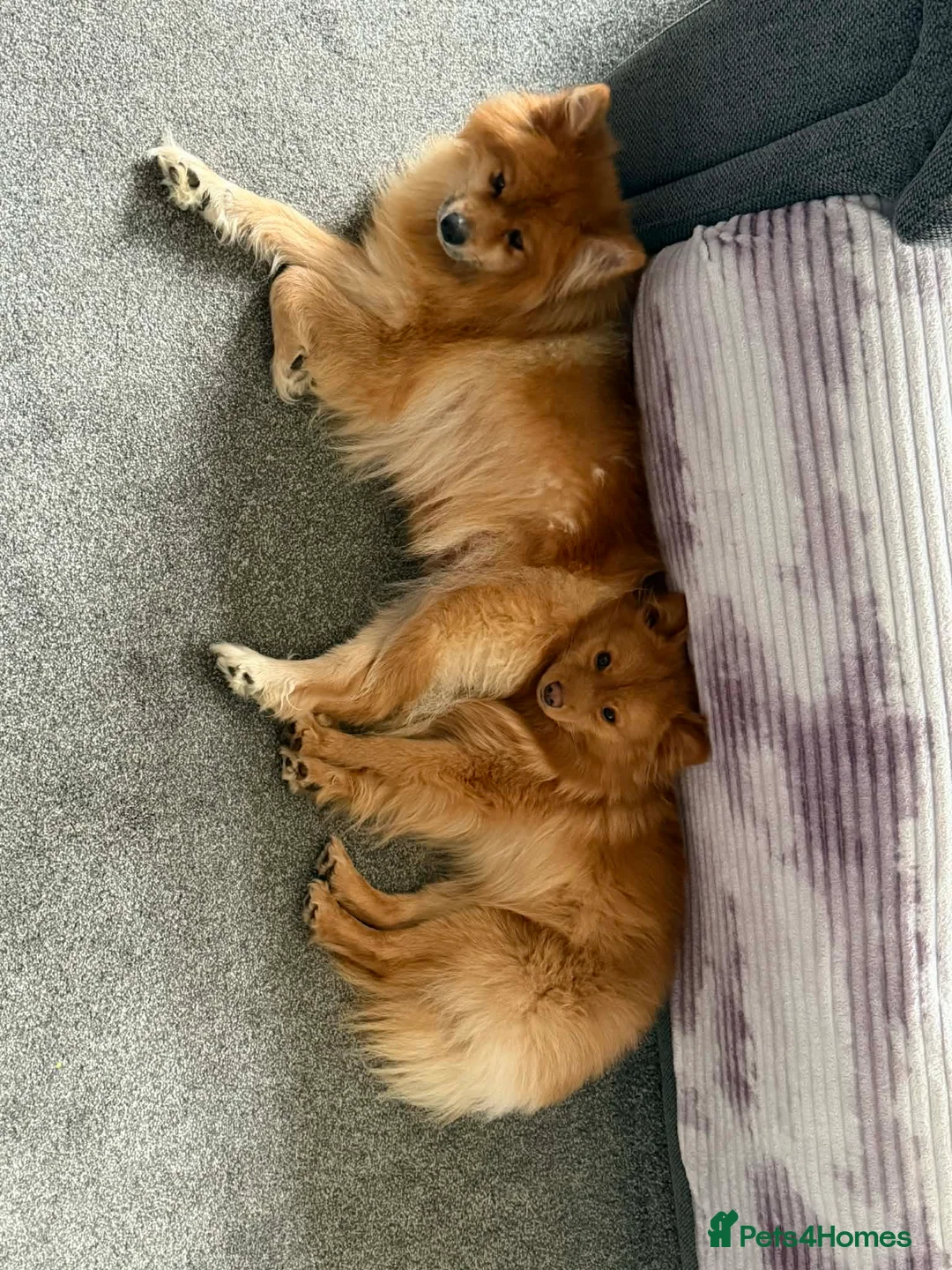 Pomeranian dogs for sale: Pomeranian Puppies - Advert 4