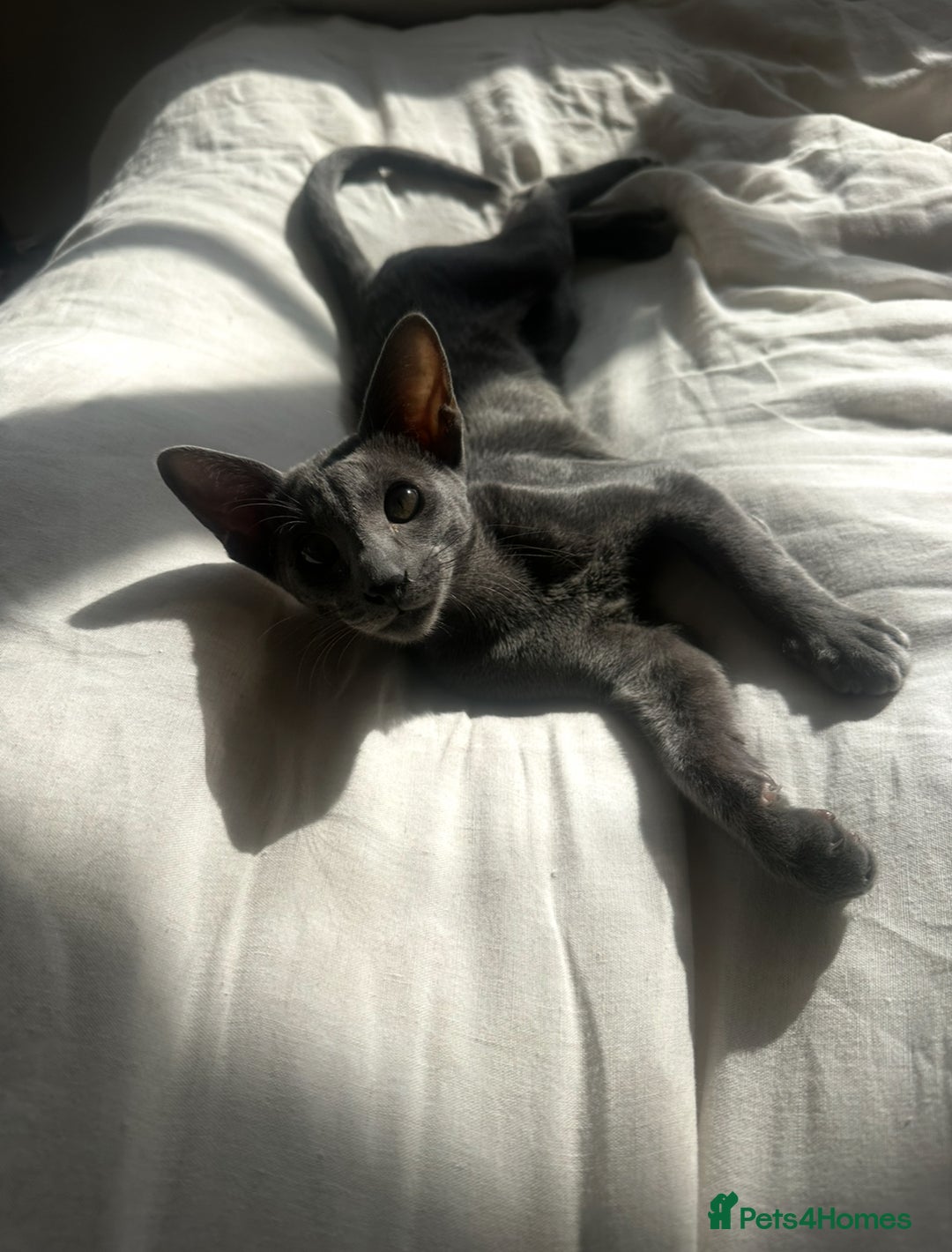 Oriental cats for sale: Beautiful Oriental Blue Boy 11mths old  - Advert 1