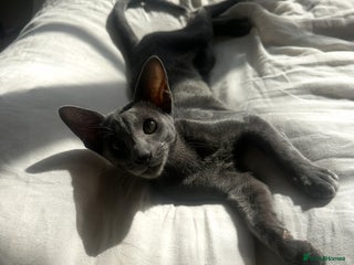 Oriental cats Beautiful Oriental Blue Boy 11mths old - Advert 2