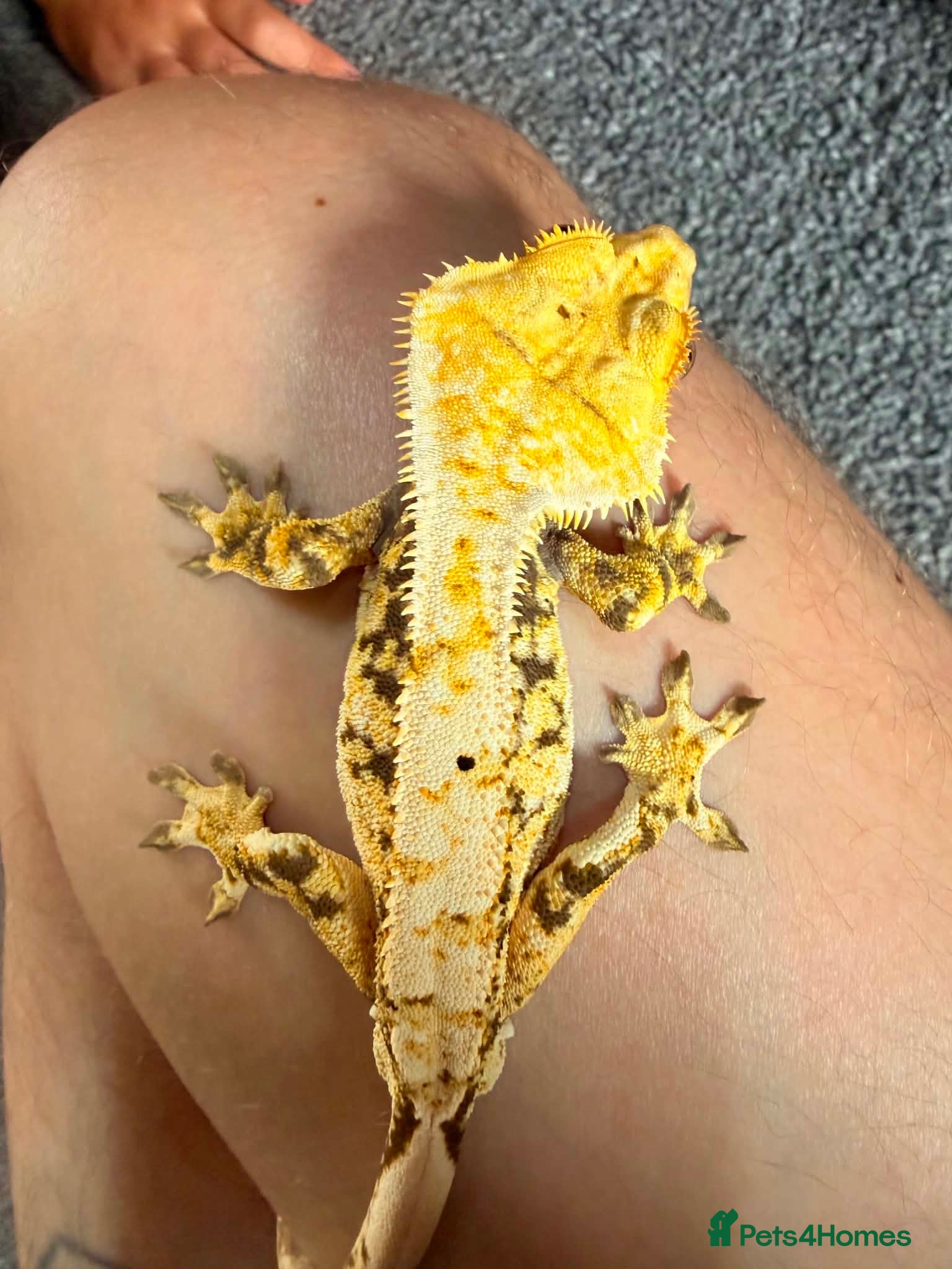 Gecko reptiles Male cream extreme harlequin crested gecko - Advert 1