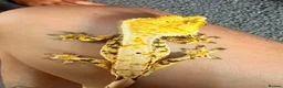 Gecko reptiles for sale: Male cream extreme harlequin crested gecko - Advert 1