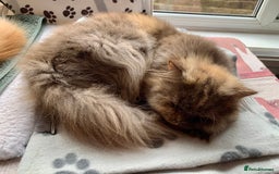 British Longhair cats for sale: British long hair female  - Image 5