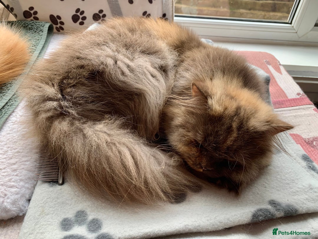 British Longhair cats for sale: British long hair female  - Image 5