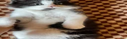 Mixed Breed cats for sale: Beautiful Tuxedo Kittens (Short & Long Hair) - Advert 4