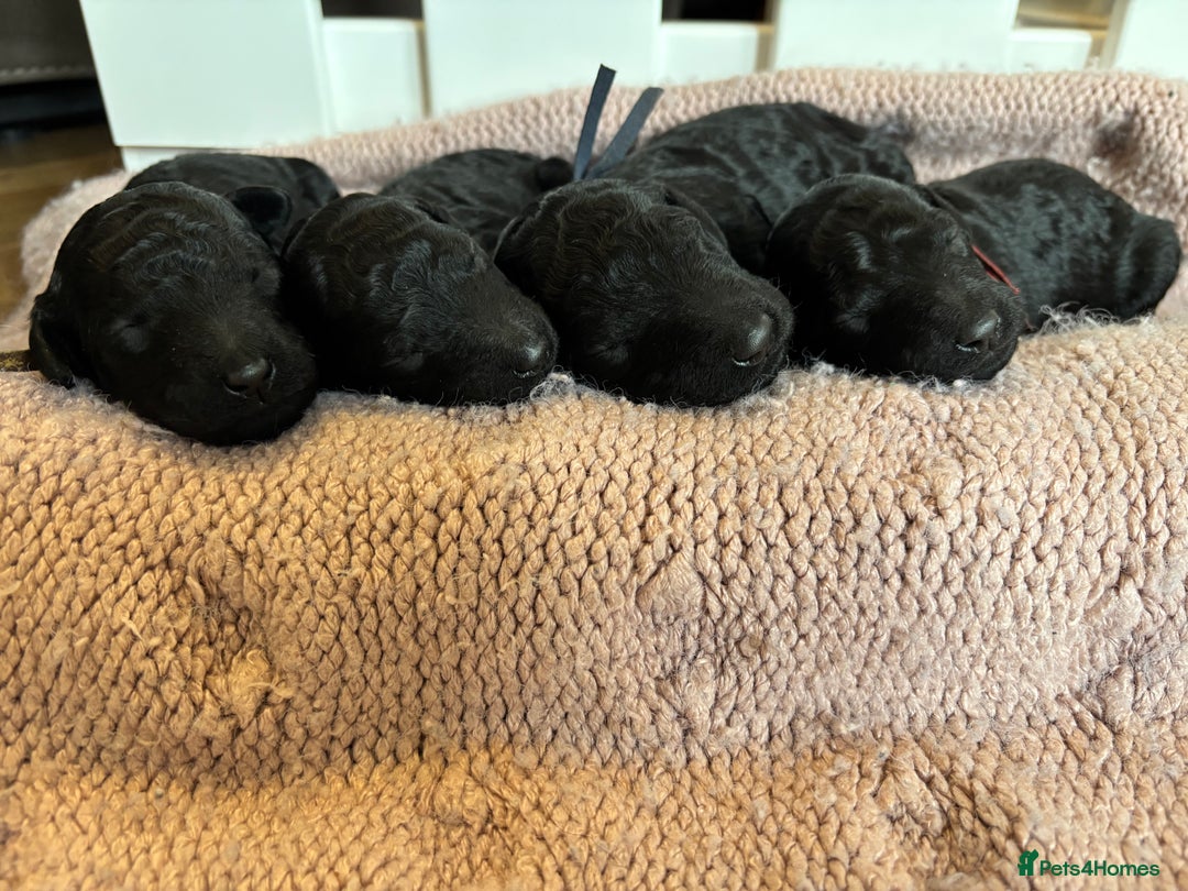 Standard Poodle dogs for sale: Show quality standard poodles  - Image 4