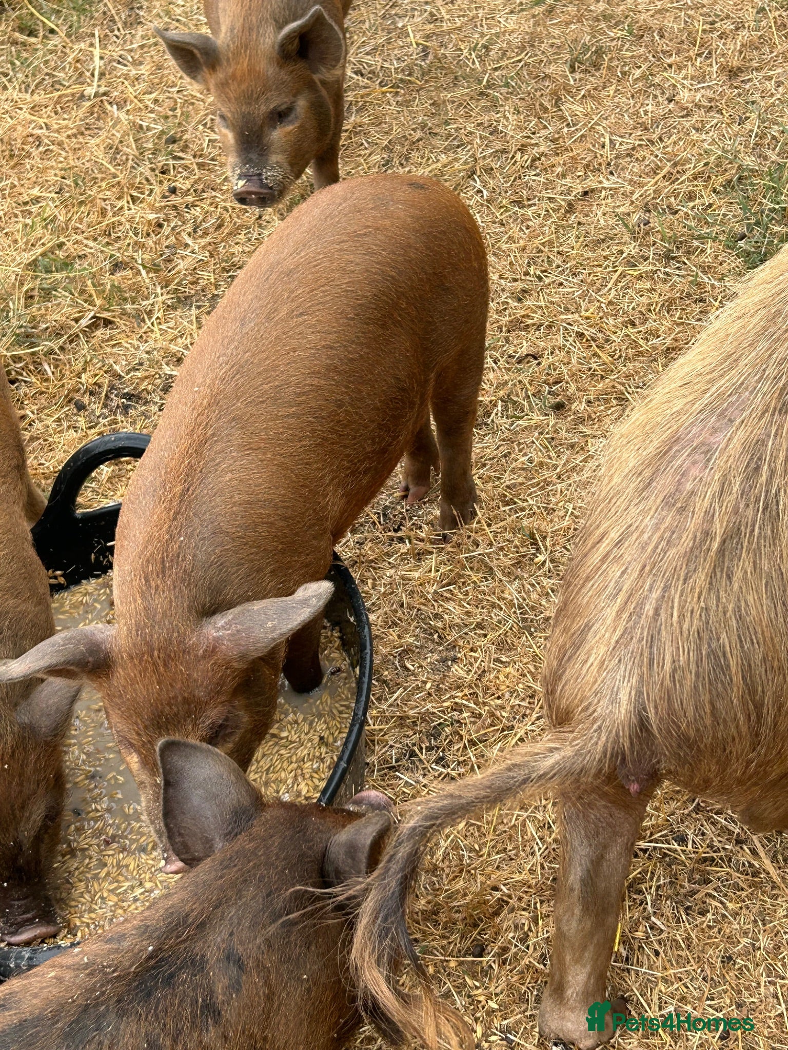 Pig livestock Kune Kune X Juliana - Advert 2
