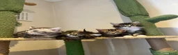 Mixed Breed cats for sale: kittens ready to leave now  - Advert 4