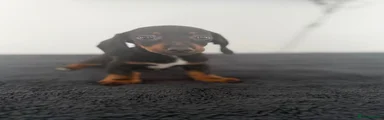 Dachshund 3