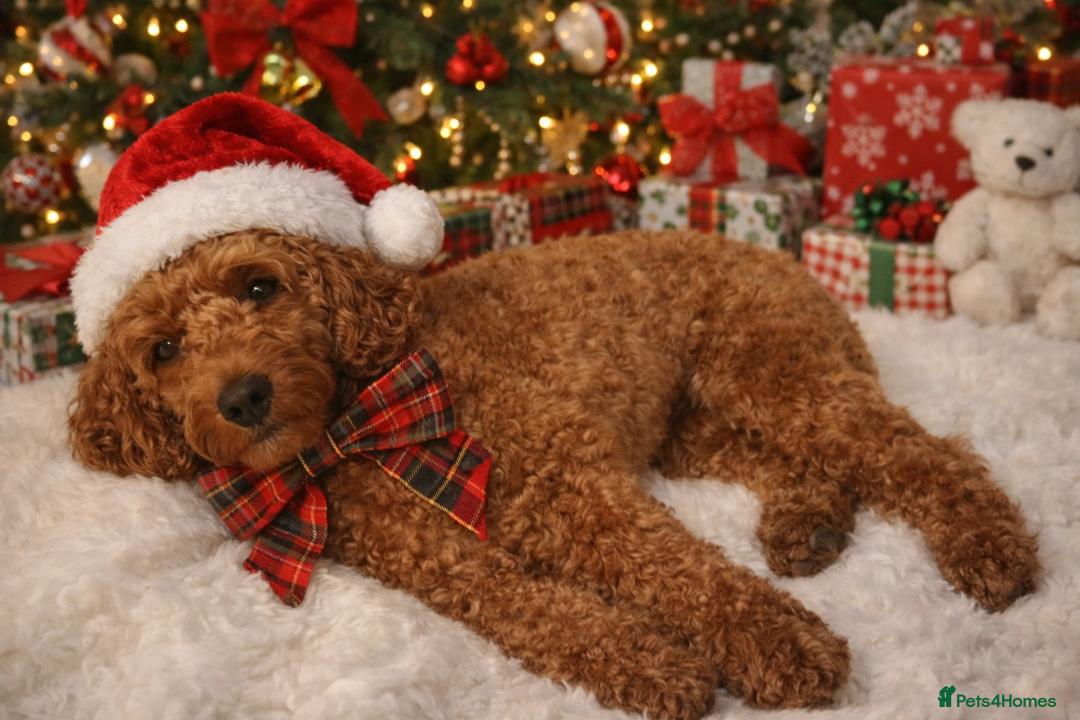 Cockapoo dogs for stud: STUD. F1b toy cockapoo  - Advert 1