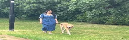 Mixed Breed dogs for sale: Diego - A Gentle Giant with a Giant Heart - Advert 3