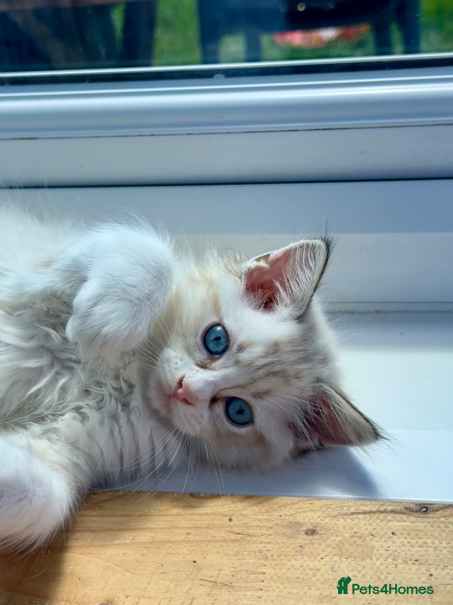 Ragdoll cats Stunning Ragdoll kittens ONLY 3 LEFT - Advert 2