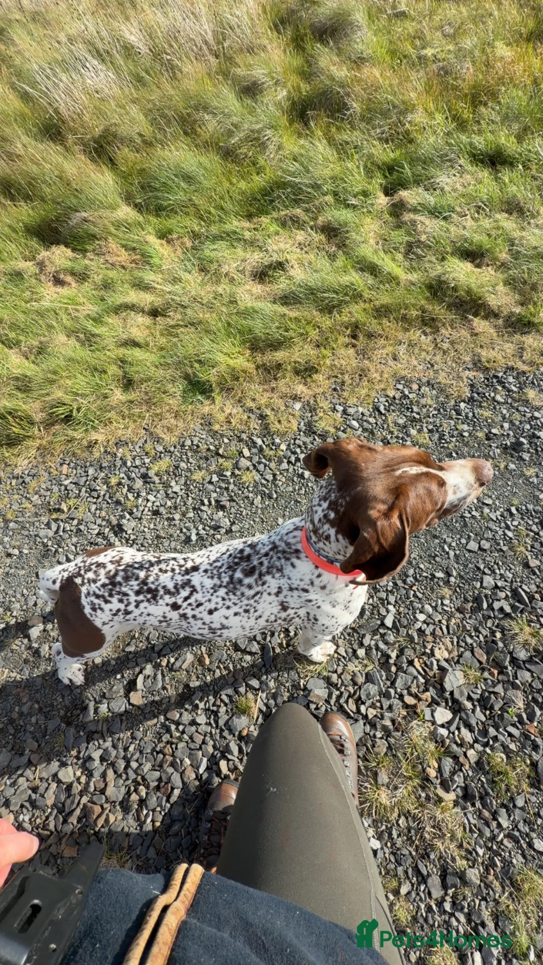 German Shorthaired Pointer dogs for sale: German shorthaired pointer pups - Advert 2