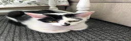 Domestic Shorthair cats for sale: 2 female cat for rehomnig - Advert 4