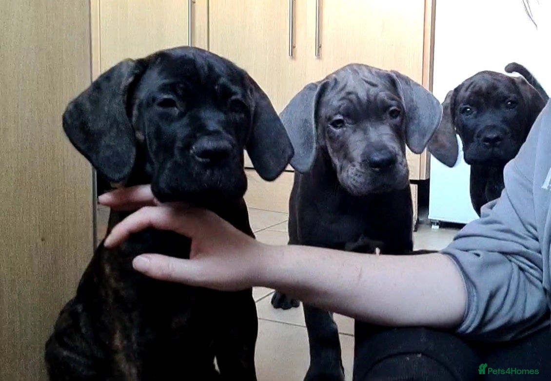 Cane Corso dogs READY TO LEAVE! BIG, CHUNKY Cane Corso puppies! - Advert 1
