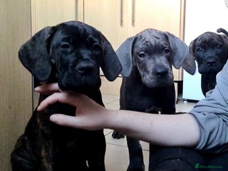 Cane Corso dogs READY TO LEAVE! BIG, CHUNKY Cane Corso puppies! - Advert 4