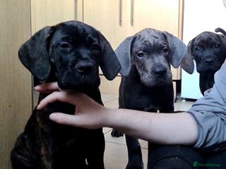 Cane Corso dogs READY TO LEAVE! BIG, CHUNKY Cane Corso puppies! - Advert 12