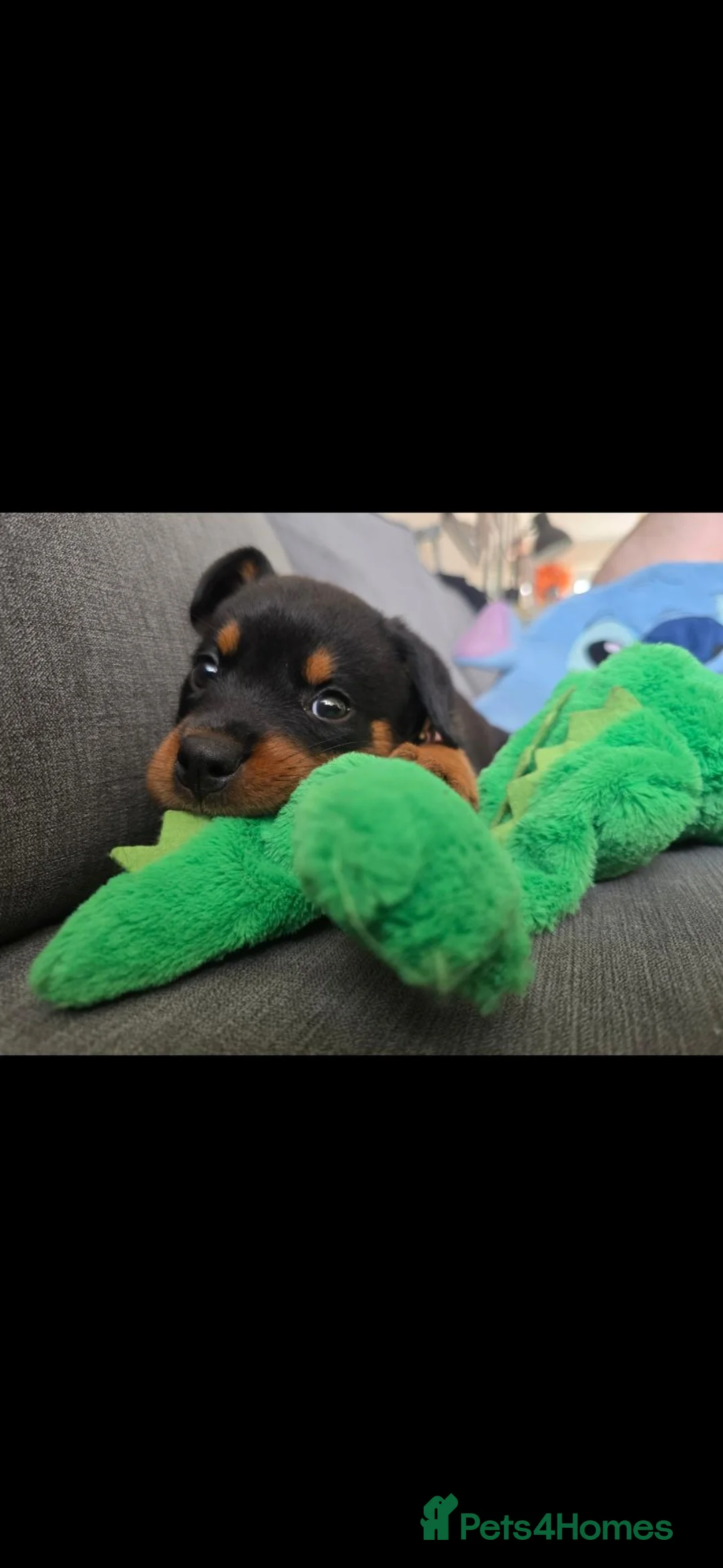 Rottweiler dogs for sale: 10 week old Rottie Puppy - Advert 2