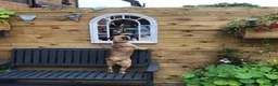 Border Terrier dogs for sale: Border Terrier Puppies - Advert 13
