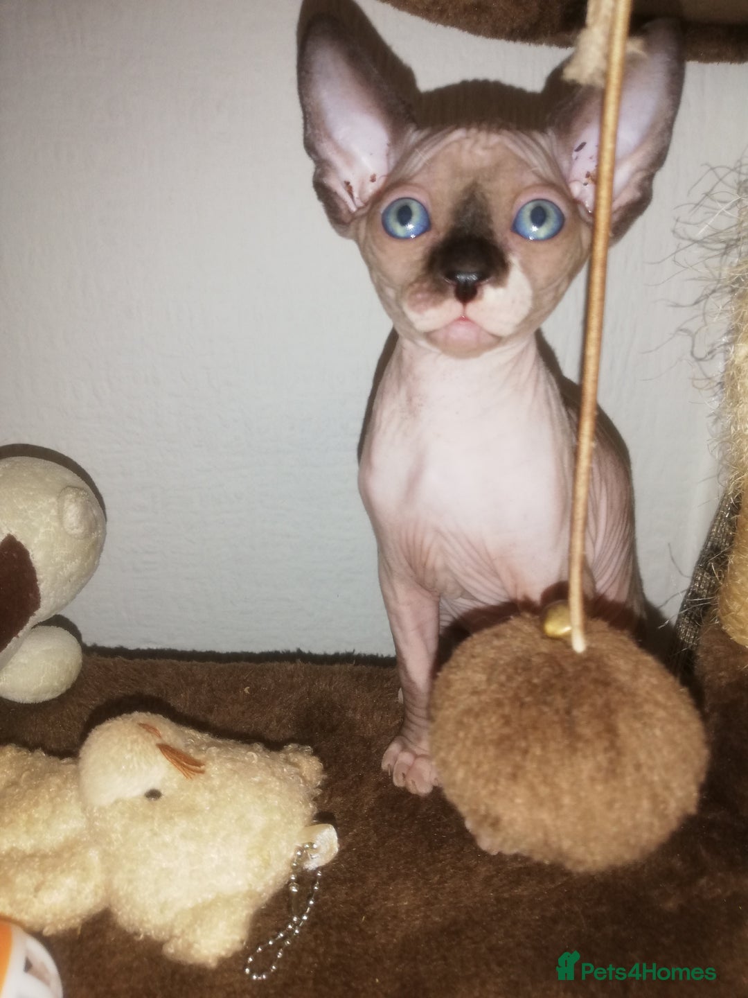 Sphynx cats for sale: Hurry up 1 beautiful boy with blue eyes left - Image 4