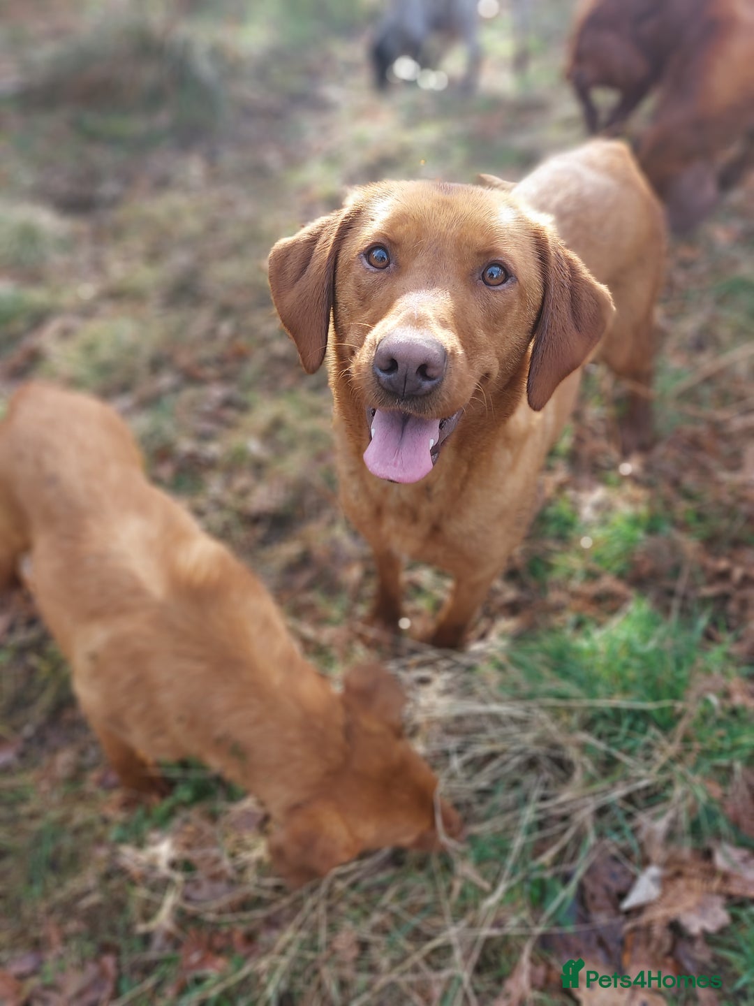 Labrador Retriever dogs for sale: Fox red labrador pups  - Image 8