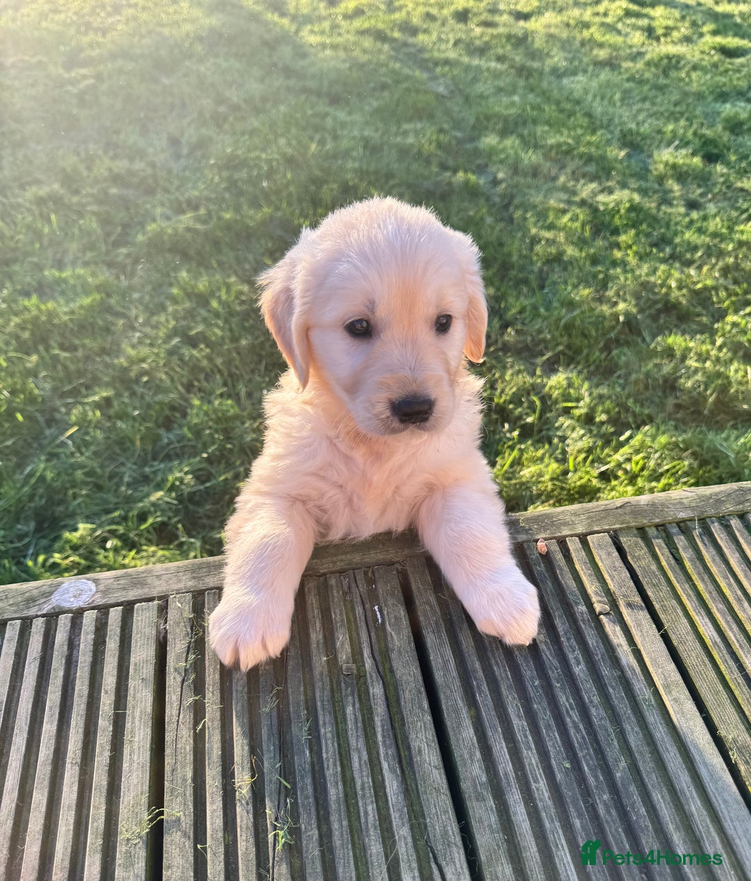 Golden Retriever dogs for sale: QUALITY GOLDEN RETREIVER PUPPIES - Image 10