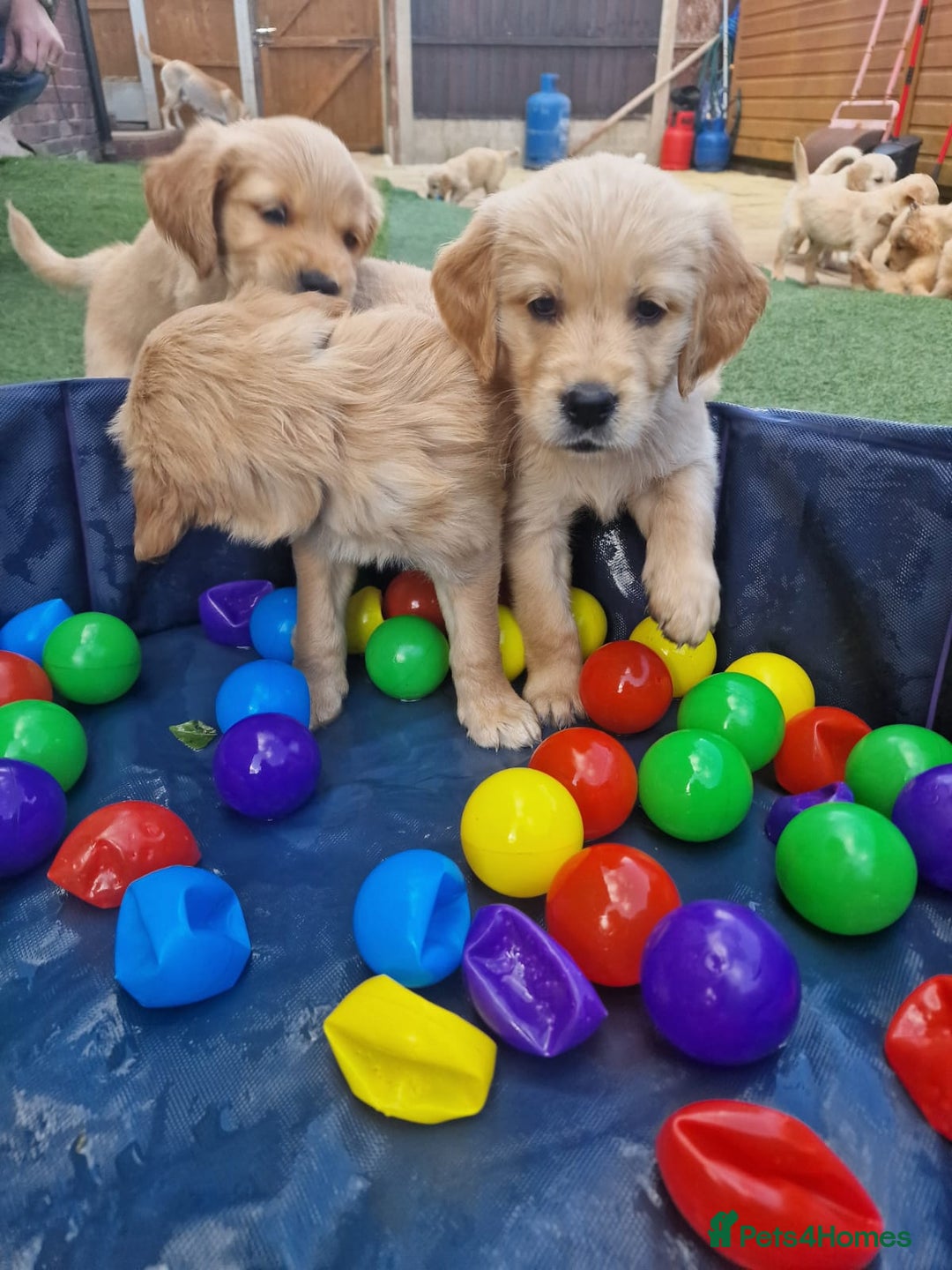 Golden Retriever dogs for sale: 10 Gorgeous Golden Retrievers 🐶❤️-Health & Hip ✅ - Image 4