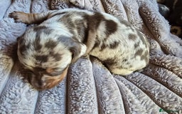 Miniature Dachshund dogs for sale: Dapple miniature dachshund - Image 20