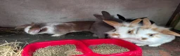 Mini Lion Lop rabbits for sale: 5 Beautiful Mini Lionhead Lops £50 Each. - Advert 6