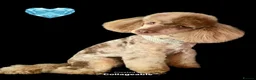 Toy Poodle dogs for stud: FOR STUD PEANUT  - Advert 2
