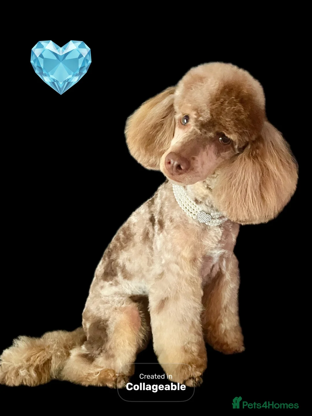 Toy Poodle dogs for stud: FOR STUD PEANUT  - Advert 2