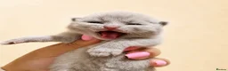 British Shorthair cats for sale: Supreme champion GCCF British Shorthair Kittens  - Advert 6