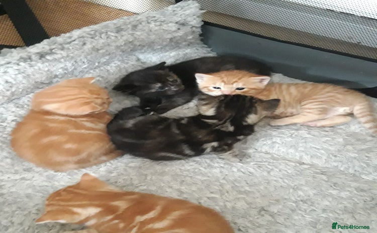 Mixed Breed cats - Advert 1