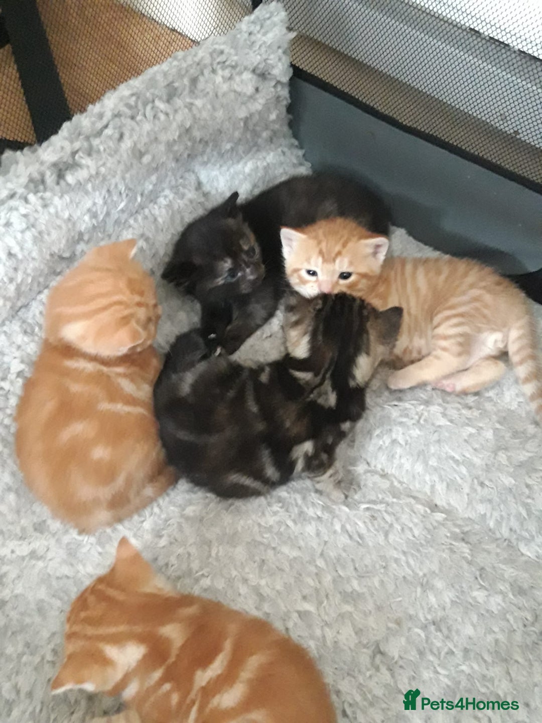 Mixed Breed cats for sale: Beautiful kittens for sale - Image 1
