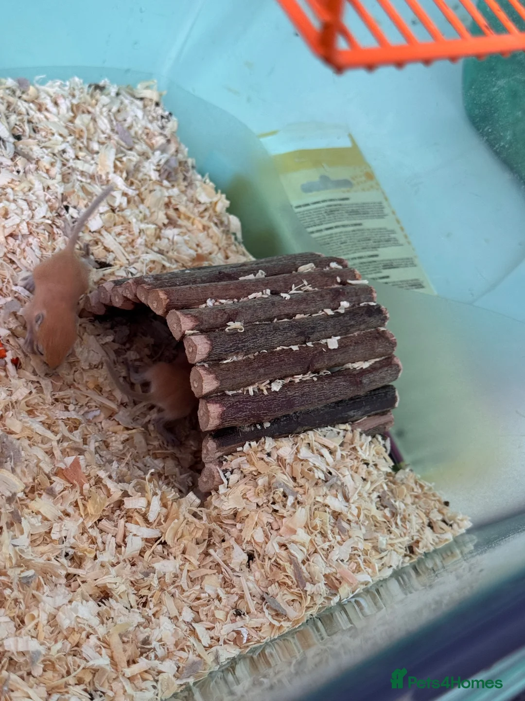 Gerbil rodents for sale: Gerbils for sale  - Advert 13